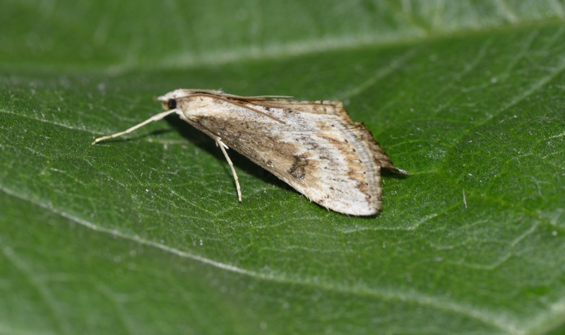 Determinazione - Evergestis isatidalis, Crambidae